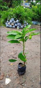 Lengra mango plants