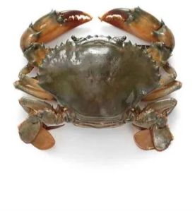Brownish Green Live Mud Crabs