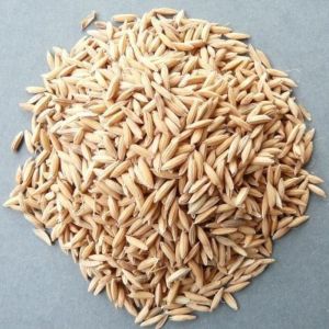 Balagam-33 Improved Paddy Seeds