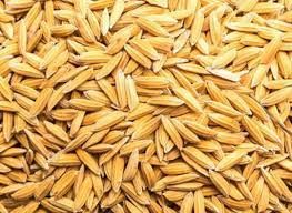 VS-Durga Improved Paddy Seeds