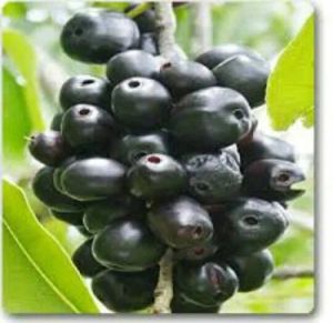 Black Jamun Plant For Plantation