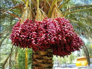 Organic Date Palm Tree For Outdoor Plants