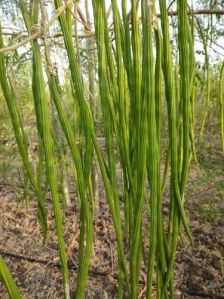 Moringa Plant For Plantation