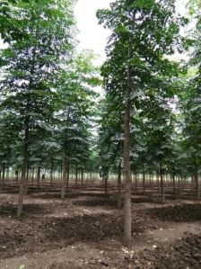 Malabar Neem Plants