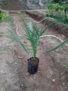 Tissue Culture Date Palm Plant