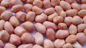 Natural Groundnut Seeds