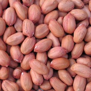 Organic Groundnut Seeds For Food, Cooking, Agriculture