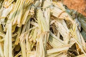 Sugarcane Bagasse For Bio Fuel