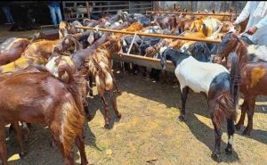 Cutting Goats For Hotel, Restaurant