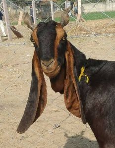 Female Pregnant Kota Goat, Color : Brown