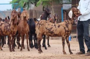 Female Pregnant Sirohi Goat, Speciality : Pure Quality