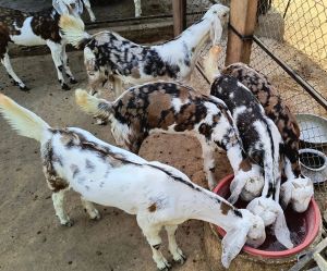 Gujari Goat Kids