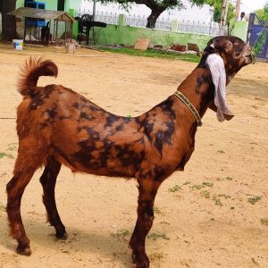 Sirohi Goat Kids, Speciality : Stall Feed, Pure Quality