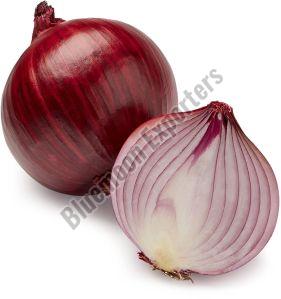 Organic Red Onion For Food