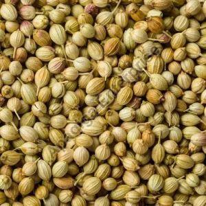 Raw Organic Coriander Seeds For Cooking