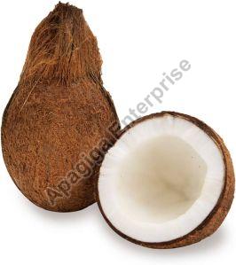 Hard Organic Fresh Coconut For Pooja, Medicines