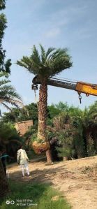 Date Palm Tree