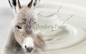 Fresh Donkey Milk