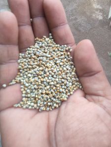 Organic Pearl Millet