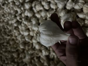 a grade garlic