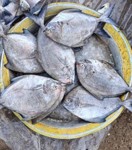 Black Pomfret Fish For Cooking, Food