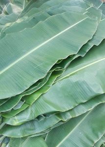 Banana Leaves