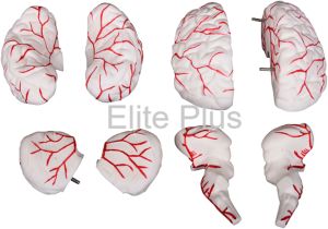 Plastic Brain With Arteries Model For Educational, Medical, Hospital, Nursing Collage, School, Collage