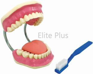 Teeth Care Model Enlarged With Giant Teeth Brush Model