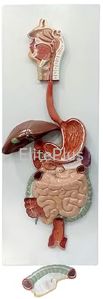 Plastic Digestive System Model PVC For School, Science Laboratory, Hospital, Nursing Collage, Collage