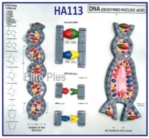 DNA Model