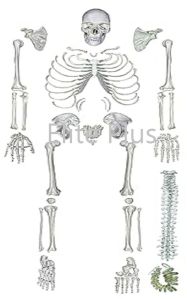 Human Skeleton Disarticulated With XC-130 Intervertebral Discs