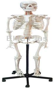 Human Skeleton Female Life Size Articulated