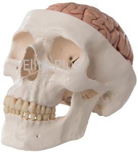 Human Skull Model With Brain Numbered