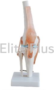 XC Non Polished PVC Knee Joint For Educational Use, Hospital, Nursing Collage, School, Collage