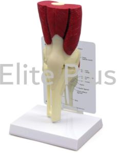 Knee Joint Model Deluxe With Muscles &AMP;AMP; Ligaments