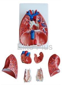 Larynx, Heart and Lungs Model