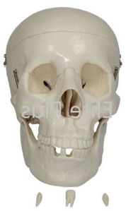 Life Size Skull