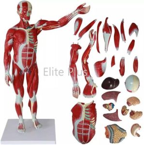 Muscular Human Body 78 cm, 27 parts