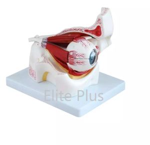 Color Coated Plastic Eye With Orbit Model For Biological Lab, Educational, Laboratory, Medical