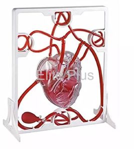 pumping heart model