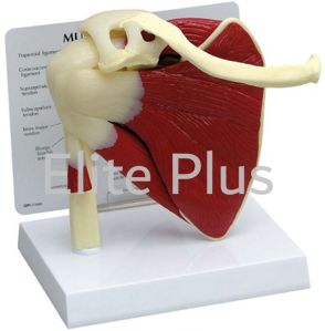 PVC Muscular Shoulder Joint Model For School, Educational Use, Hospital, Nursing Collage, Collage