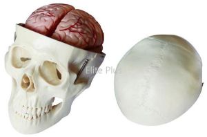 Skull Model With 8 Parts Brain For Hospital, Nursing Collage, School, Collage