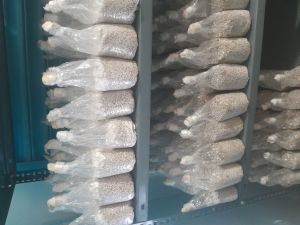 Oyster Mushroom Spawn