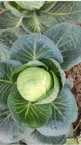 Cabbage Seeds For Seedlings