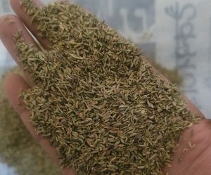 Fennel Seeds