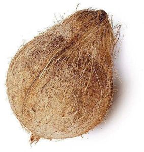 Hard Organic Semi Husked Coconut For Pooja