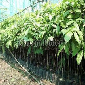 African Swietenia Mahogany Plant For Plantation