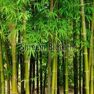 Balcooa Bamboo Plant For Outdoor (Plantation)