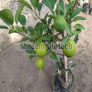 Baramasi Kagzi Lemon Plant For Plantation