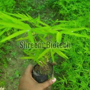 Beema Bamboo Plant For Agriculture, Plantation